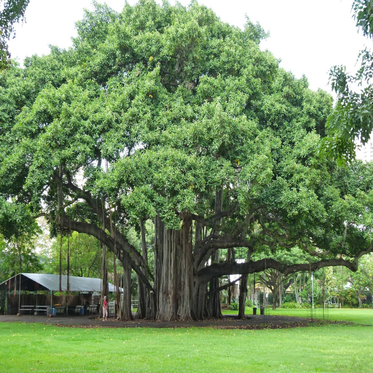 vadtree--,banyantree--,ficusbenghalensis--,sacredtree--,ancienttree--,indianbotany--,treeconservation--,ecoheritage,savetrees-,treepreservation-,heritagetree-,ecospirituality,savitrisatyavan