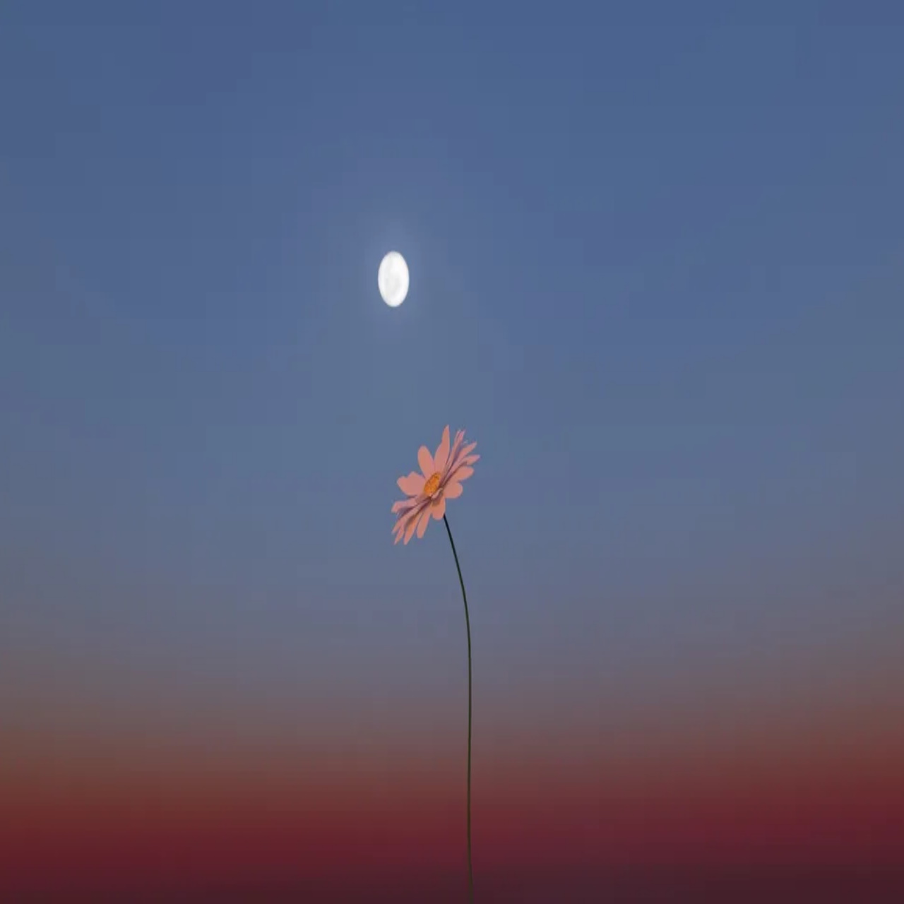 flowermoon,mayfullmoon,springmoon--,natureinbloom--,seasonofgrowth--,mayblooms--,earthmagic,energyshift--,intuitiveliving,fullmoonmay2025